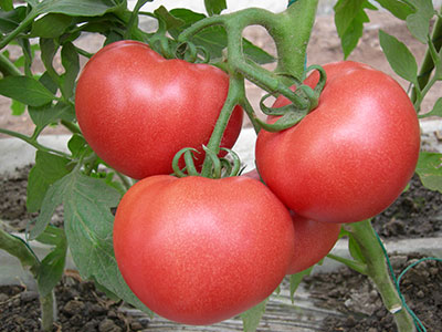 正確吃西紅柿可以預防糖尿病嗎？