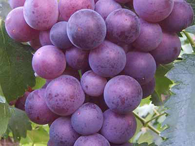 糖尿病患者能不能吃葡萄